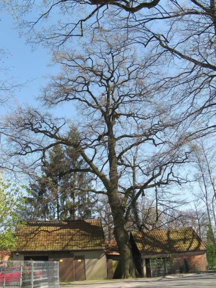 Bild 2 von Eiche am Hof Jakobsmeyer